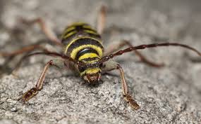 Attēlu rezultāti vaicājumam “Plagionotus detritus imago”