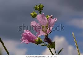 Image result for Malva alcea