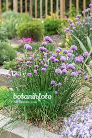Image result for Allium schoenoprasum