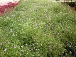 Attēlu rezultāti vaicājumam “Gypsophila muralis fruit”