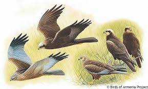 Attēlu rezultāti vaicājumam “Circus aeruginosus adult”