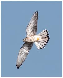 Attēlu rezultāti vaicājumam “Falco tinnunculus”