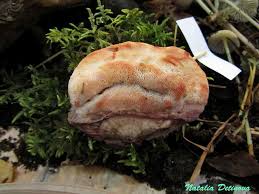 Attēlu rezultāti vaicājumam “Leptoporus mollis”