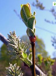 Attēlu rezultāti vaicājumam “Salix aurita flower”