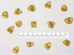 Attēlu rezultāti vaicājumam “Tritomaria exsectiformis”