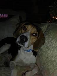 Image result for Lanreath Smbc