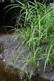 Attēlu rezultāti vaicājumam “Scirpus sylvaticus leaf”