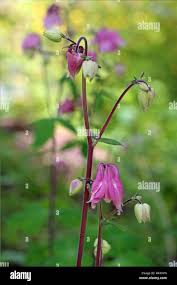 Attēlu rezultāti vaicājumam “Aquilegia vulgaris bud”