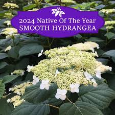 Attēlu rezultāti vaicājumam “Hydrangea arborescens”