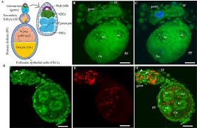 Attēlu rezultāti vaicājumam “Enteridium variabile plasmodium”