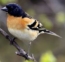 Attēlu rezultāti vaicājumam “Fringilla montifringilla”