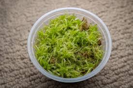 Attēlu rezultāti vaicājumam “Sphagnum compactum”