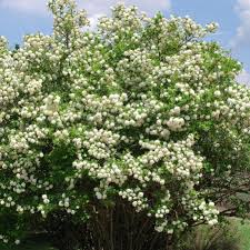 Attēlu rezultāti vaicājumam “Viburnum opulus flower”