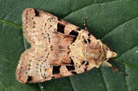 Attēlu rezultāti vaicājumam “Xestia triangulum”