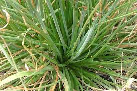 Image result for Asphodelus fistulosus