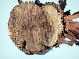 Attēlu rezultāti vaicājumam “Trichia botrytis var. cerifera macro”