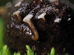 Attēlu rezultāti vaicājumam “Neocudoniella albiceps”