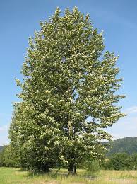 Attēlu rezultāti vaicājumam “Populus x petrowskyana”