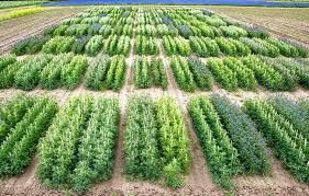 Image result for Lupinen