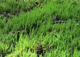 Attēlu rezultāti vaicājumam “Palustriella commutata sporophyte”