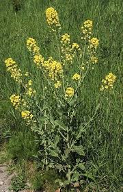 Attēlu rezultāti vaicājumam “Brassica napus”