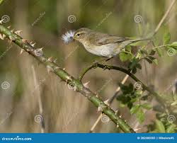 Attēlu rezultāti vaicājumam “Phylloscopus trochilus nest”