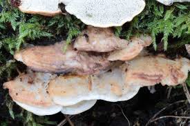 Attēlu rezultāti vaicājumam “Postia leucomallella”