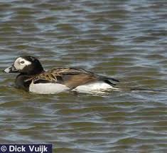 Attēlu rezultāti vaicājumam “Clangula hyemalis male”