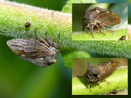 Attēlu rezultāti vaicājumam “Centrotus cornutus”