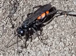 Attēlu rezultāti vaicājumam “Anoplius viaticus”