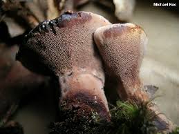 Attēlu rezultāti vaicājumam “Hydnellum sp.”