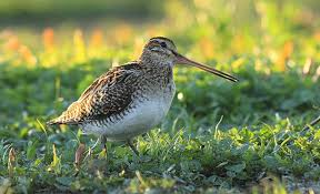 Image result for Gallinago gallinago