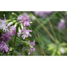 Attēlu rezultāti vaicājumam “Saponaria officinalis”
