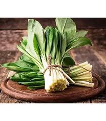 Attēlu rezultāti vaicājumam “Allium ursinum fruit”