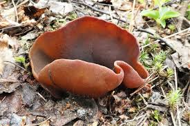 Attēlu rezultāti vaicājumam “Peziza badia”