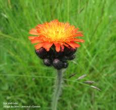 Attēlu rezultāti vaicājumam “Pilosella aurantiaca flower”
