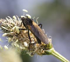 Attēlu rezultāti vaicājumam “Empis sp.”