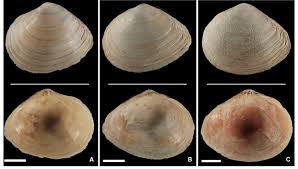 Attēlu rezultāti vaicājumam “Macoma baltica”