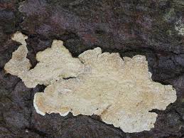 Attēlu rezultāti vaicājumam “Cystostereum murrayi”