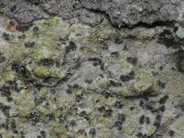 Attēlu rezultāti vaicājumam “Arthonia leucopellaea”