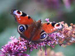 Attēlu rezultāti vaicājumam “Inachis io”