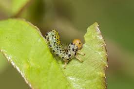 Attēlu rezultāti vaicājumam “Nematus salicis larva”