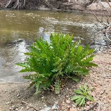 Attēlu rezultāti vaicājumam “Rorippa palustris fruit”