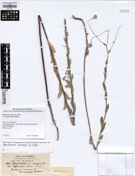 Attēlu rezultāti vaicājumam “Berteroa incana fruit”