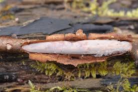 Attēlu rezultāti vaicājumam “Vuilleminia comedens”