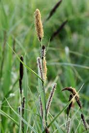 Attēlu rezultāti vaicājumam “Carex acutiformis flower”