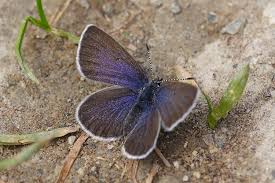 Attēlu rezultāti vaicājumam “Vacciniina optilete underside”