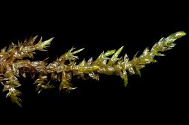 Attēlu rezultāti vaicājumam “Calliergon cordifolium”