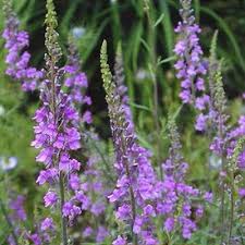 Image result for Linaria purpurea