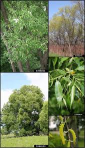 Attēlu rezultāti vaicājumam “Salix fragilis”